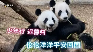 离家25年，才知道回家有多好：和花、萌兰的爷爷洋洋、奶奶伦伦的旅美故事