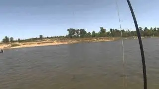 Buffalo on the Fly