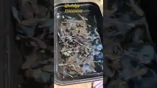 Purple berry dragon 💜 #guppyvalarthalmalayalam #guppy_valarthal #guppy #fishfarming #shortvideo