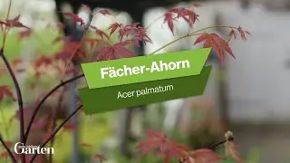 Fächer Ahorn: Tipps zur Pflanzung und Pflege