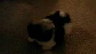 Moon running around
