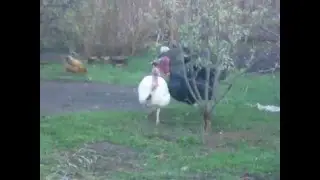индюки танцуют..