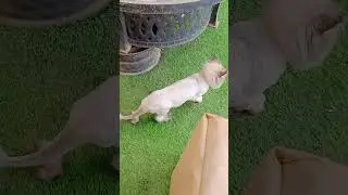 kucing lucu bikin gemes!