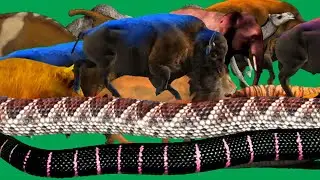Animals Stampede Running and Walking Green Screen Blue Screen Best HD Green Screen Animals Video