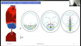 Rastko Sknepnek - Modeling Active Forces in Early Development