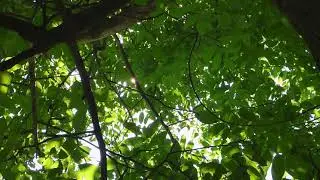 Peaceful Beautiful Relaxing Footage