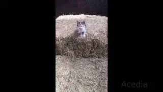 Котик Kitty