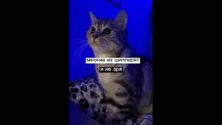 Все их шипперят и не зря😍❤