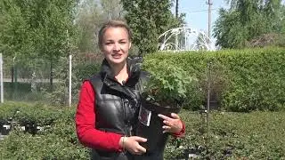 Рассада однолетних цветов - удачное время для посадки