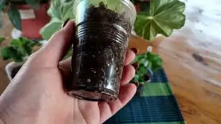 Вы купили черенок пеларгонии, в какой объем посадить?