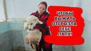 Иногда выжить, значит отложить смерть на завтра