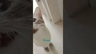 Мяууу #tiktok #reels #мяу #кот #тайскийкот #лэнкс