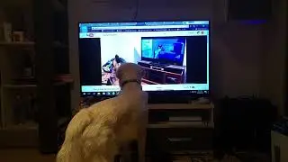 Dog's reaction to dog's reaction to Zootopia wolf howl