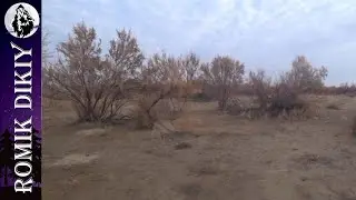 Уехал один в степь. Охота на фазана. Октябрь 2021г.