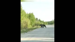 Медведь на дороге в Бурятии