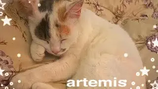 artemis*