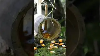 make bamboo squirrel traps 