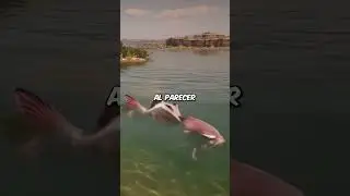 Arthur atrapa al Pez Legendario 🐟