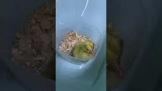 #малыш #гусь #красота