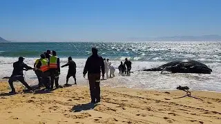 Stranded humpback whale on Longbeach in Simonstown in South Africa