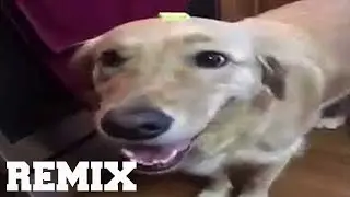 TURI IP IP IP (REMIX)