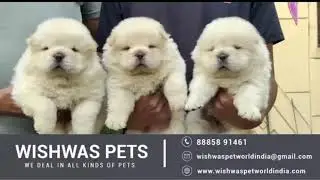 Puppies for sale in hyderabad india| dogs for sale in hyderabad india| pet shop| dog kennels|