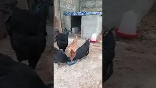 Kadakanath and indian country chick