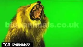 male lion - growls, swipes, roars | chromakey greenscreen