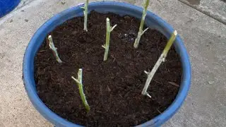 学会扦插是一种省钱的好方法！很多植物繁殖都可以用这种方法！玫瑰，葡萄，枸杞，树莓，天竺葵，长寿花都适用