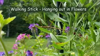 Walking Stick - Hanging Out in Flower Basket