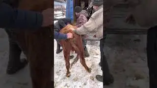 Погрузка Бычков на продажу