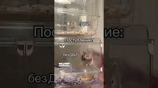 Кто на кого поступает? #11класс #вебиум #школа #универ