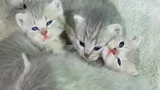 Lullaby for kittens
