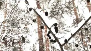 Зимний лес-2010