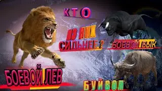 ЛЕВ ПРОТИВ БУЙВОЛА И ДОМАШНЕГО БЫКА КТО СИЛЬНЕЕ?