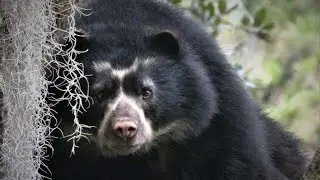 La LEYENDA del oso de anteojos, el GUARDIAN de los Andes!