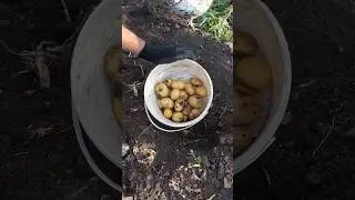 SENSATION - potatoes July 3. SENSATION.