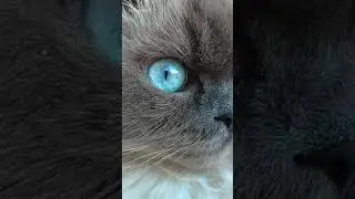 Beautiful Fluffy Cat!!! #shorts