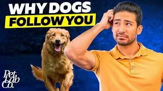 Why Does My Dog Do That? Vet Answers Your Top Dog Behavior Questions!