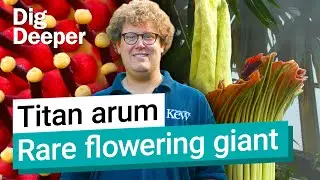 Corpse flower: Hold your breath! | Dig Deeper S1 Ep4 | Kew
