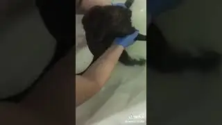Кот посылает нахуй