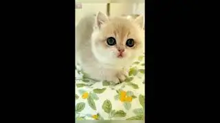 ТИ КА ТО 2024 МИЛОТА ТИК ТОК YOUTUBE 💯🔥