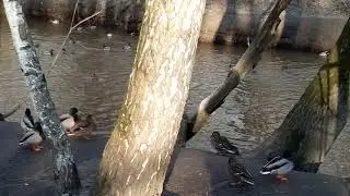 Ботонический сад Москва утки