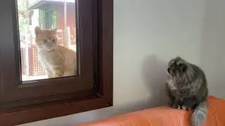 ÇAY ve ÖTEKi😻