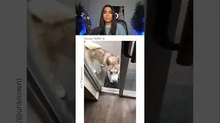 DOG ALMOST GETS STRUCK BY LIGHTNING.. 😭