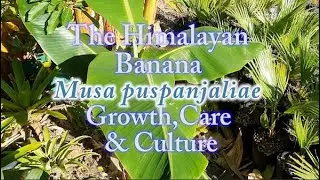The Himalayan Banana Musa puspanjaliae from Seed to 11 months