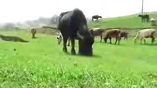 Песня Руппа " Берекат " Шуточная"