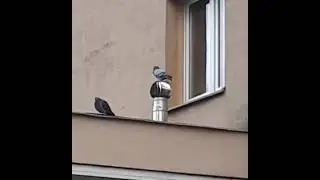 голубь смешно крутится