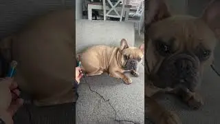Who was that?? 🫢😳 #funnydog #fart