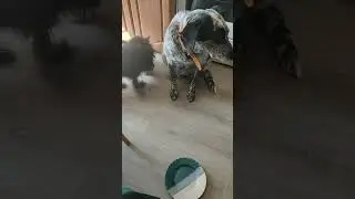 Вот такая яичница😂🤣😝